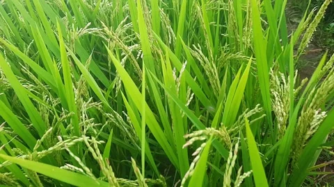 Rice in the fields Stock Footage 313463927