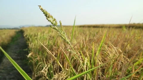 Rice fields Stock Footage 340114467