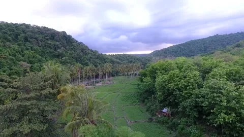 Rice fields footage with coconut trees and fresh river Stock Footage 131422434