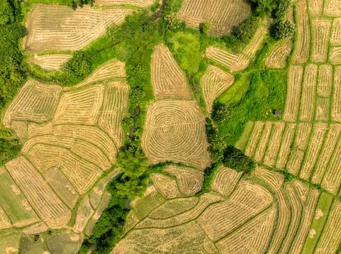 Rice Fields in Forest Valleys Stock Photos