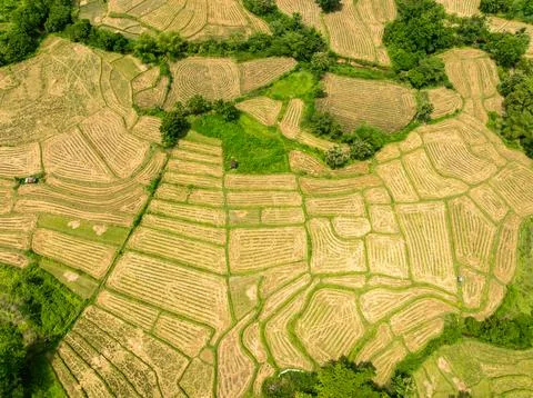 Rice Fields in Forested Mountains Stock Photos