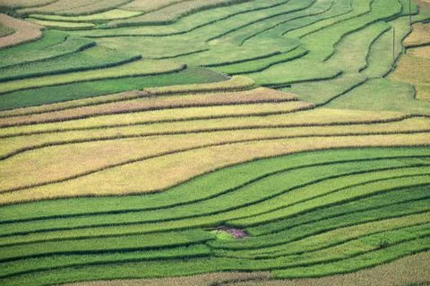 Rice fields furrow colorful pattern background Stock Photos