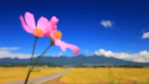 The Rice Fields of Gorohei's Koshihikari, Asama Mountain, Cosmos, and the Path Stock Footage 330371812