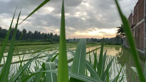 Rice fields, grass, dusk, and the sound of crickets Stock Footage 236567682