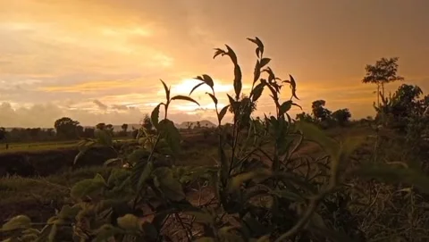 In the rice fields, green plants grow abundantly as the sky sets in. Stock-Footage 323377694