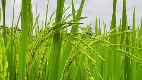 Rice Fields in Growth Video stock 302958474