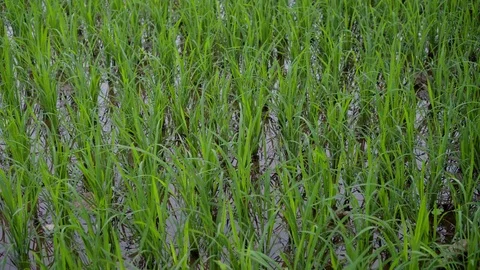 Rice fields. Growth of the Rice. Grass Stock Footage 84718656