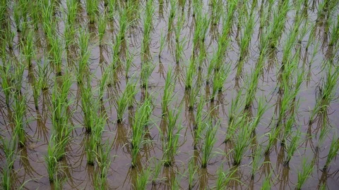 Rice fields. Growth of the Rice. Grass Stock Footage 84718738
