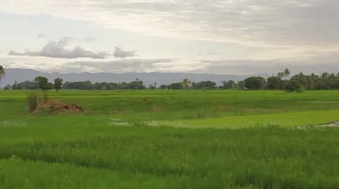 Rice Fields in Haiti Stock Footage 45422462