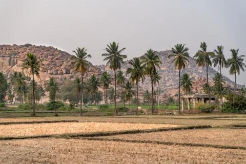 The rice fields in Hampi Stock Photos