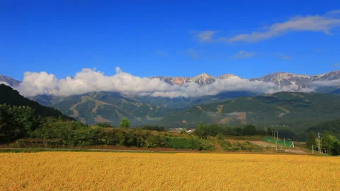 The Rice Fields in Harvest and Mount Hakuba in the Northern Alps Stockbeeldmateriaal 330427235