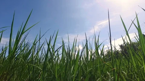 Rice fields before harvesting Stock Footage 117164162