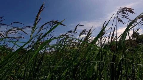 Rice fields before harvesting Stock Footage 117164218