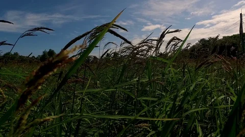 Rice fields before harvesting Stock Footage 117164260