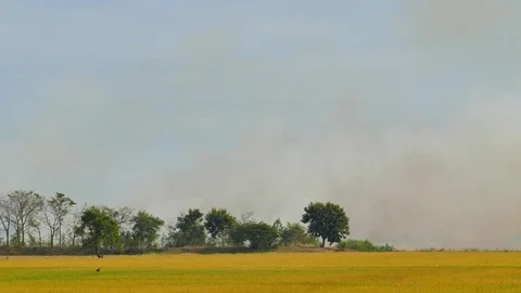 Rice fields has been affected by wildfire Video stock 71429732