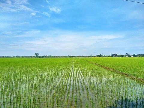 Rice fields that have been planted with rice in the blue sky background Stock Photos