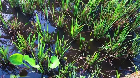Rice fields that have enough water in a tropical climate Stock Footage 197375429