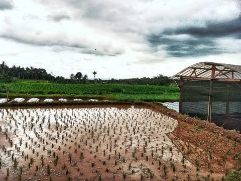 Rice fields that have just started to be planted with rice Stock Photos
