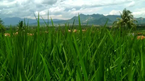 Rice fields in the highlands Video stock 236795044