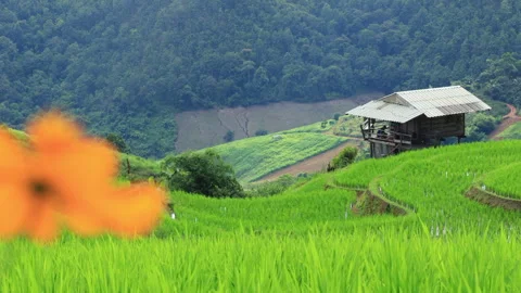Rice fields on a hill with view of mount... | Stock Video | Pond5