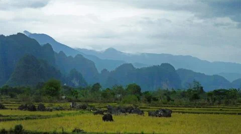 Rice fields with hills in the background Stock Photos
