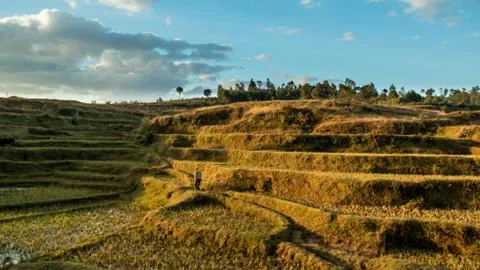 Rice fields on the hills Stock Photos