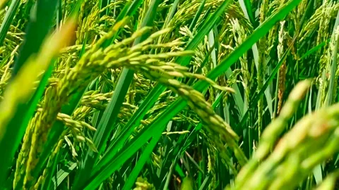 Rice Fields OF India, Indian Rice Field, Full Green Crop Stock Footage 199229314