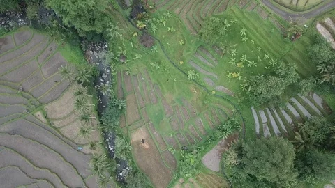 Rice Fields of Indonesia 動画素材 122447036