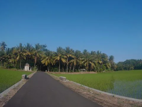 Rice fields in Indonesia Stock Photos