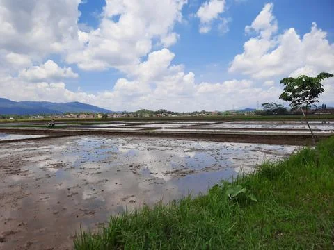 Rice fields in Indonesia Foto stock
