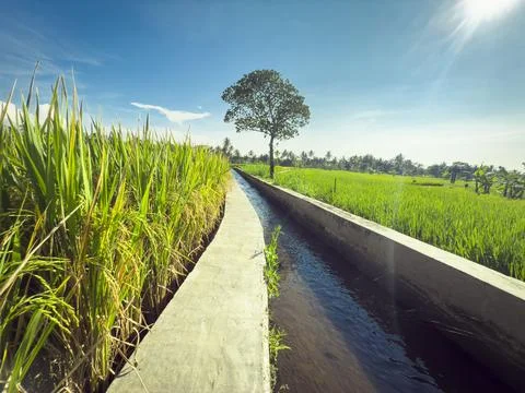 Rice Fields with Irrigation Canal Under Clear Blue Sky Stock Photos
