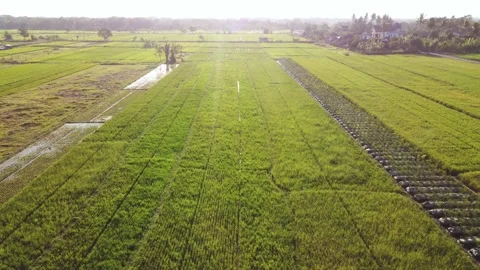 Rice fields with irrigation channels Video stock 341542865