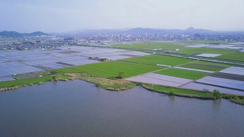 Rice Fields Of Japan, Shiga Prefecture Vídeo Stock 82281671