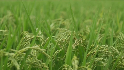 Rice fields of Japan Sushi origin Stock Footage 80427040