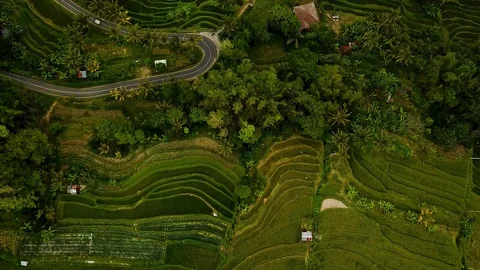 Rice fields Jatiluwih Stock Footage 106695094