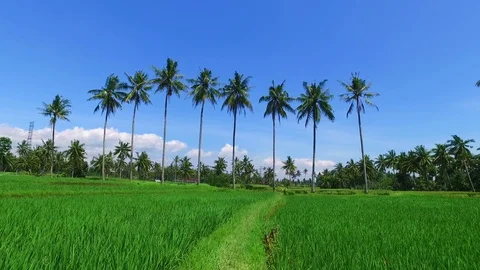Rice fields on Java Indonesia Vídeo Stock 85543812