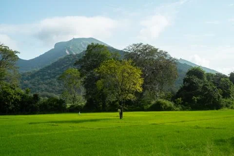 Rice Fields of knuckles mountain range, Sri Lanka Panorama Foto stock