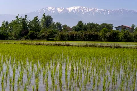 Rice fields Lahijan Iran Stock Photos
