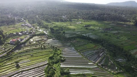Rice fields landscape hover Stock Footage 329884160