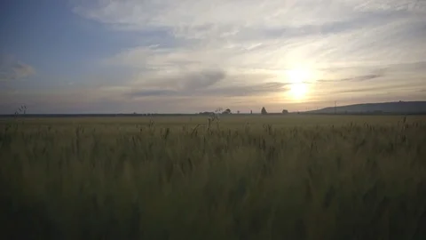 Rice fields in the late afternoon Stock Footage 71134460