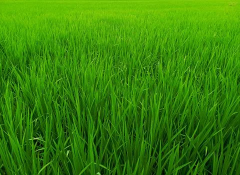 Rice fields that lie outside with a blue sky Stock Photos