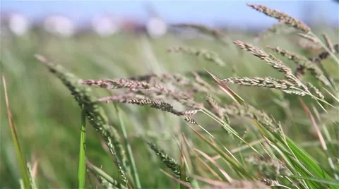 Rice fields with light breeze Stock Footage 55791252