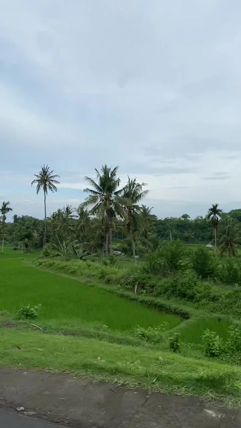 Rice fields in Lombok Vídeos de archivo 343126690