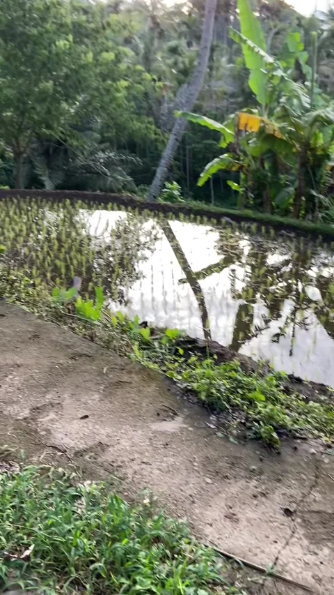 Rice fields in Lombok Stock Footage 343126703