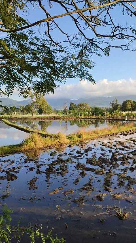 Rice fields in lombok, indonesia Stock Footage 227810868