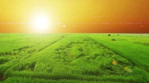 Rice fields with a lot of planted area. Stock Footage 74448076