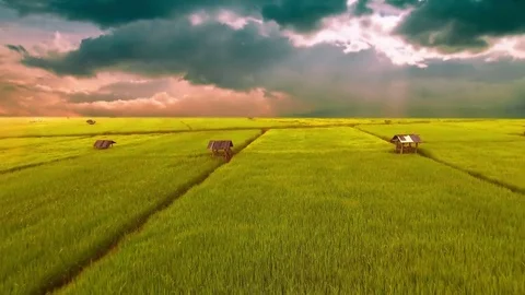 Rice fields with a lot of planted area. 動画素材 74448414