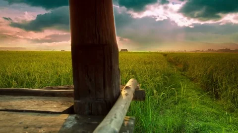 Rice fields with a lot of planted area. Stock Footage 74448735