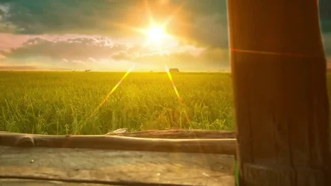 Rice fields with a lot of planted area. Stock Footage 74448851