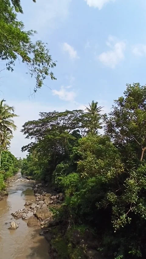 Rice fields with lots of plants on the edge Video stock 149363203